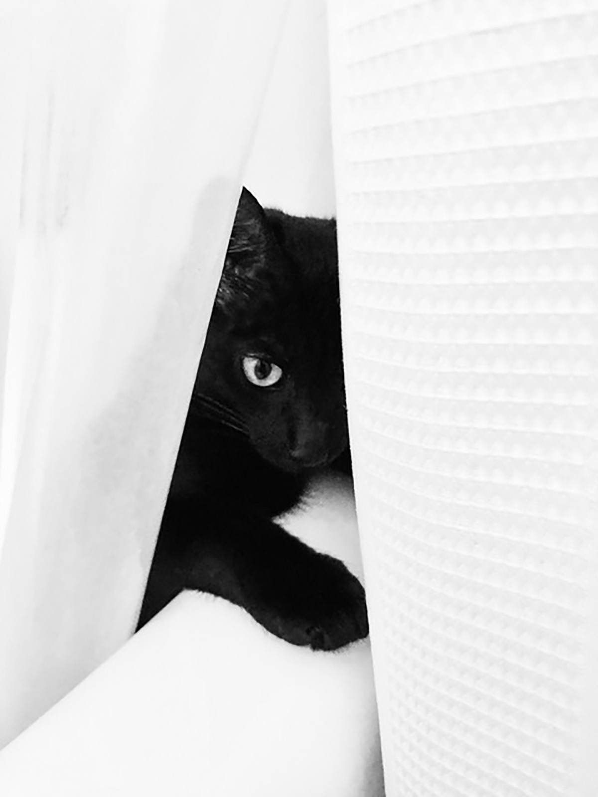 Lynda Geith - black cat