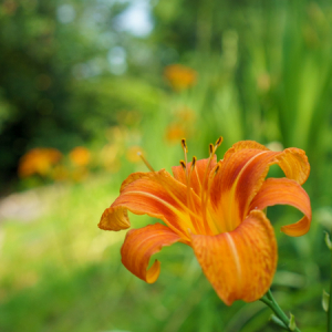 Day lily. Kindred