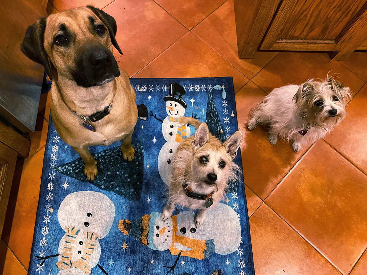 Three dogs sitting for a treat