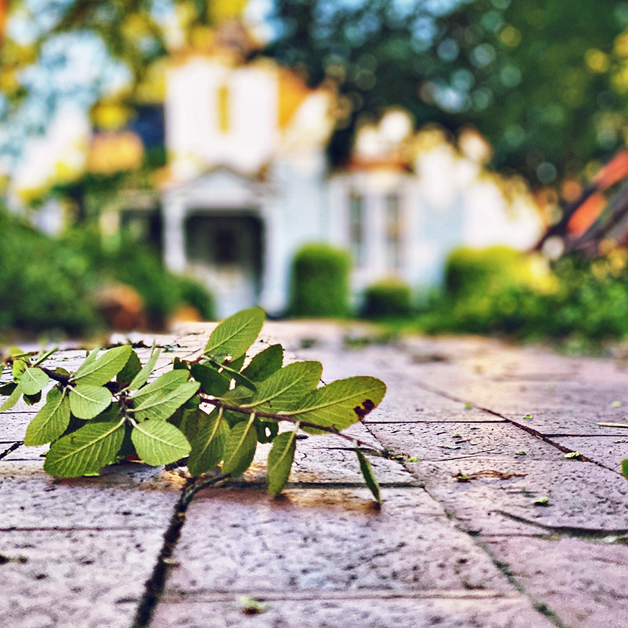 Small branch on walkway