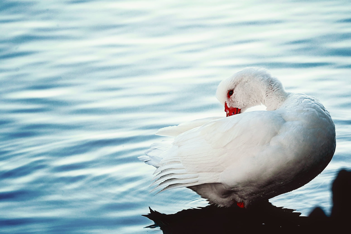 White duck on a pond