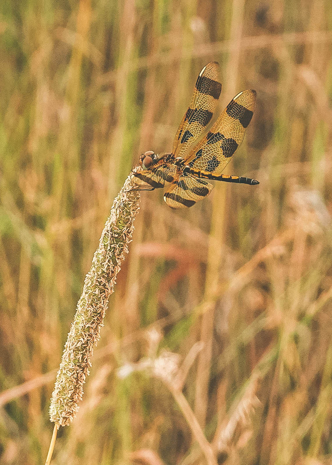 dragonfly