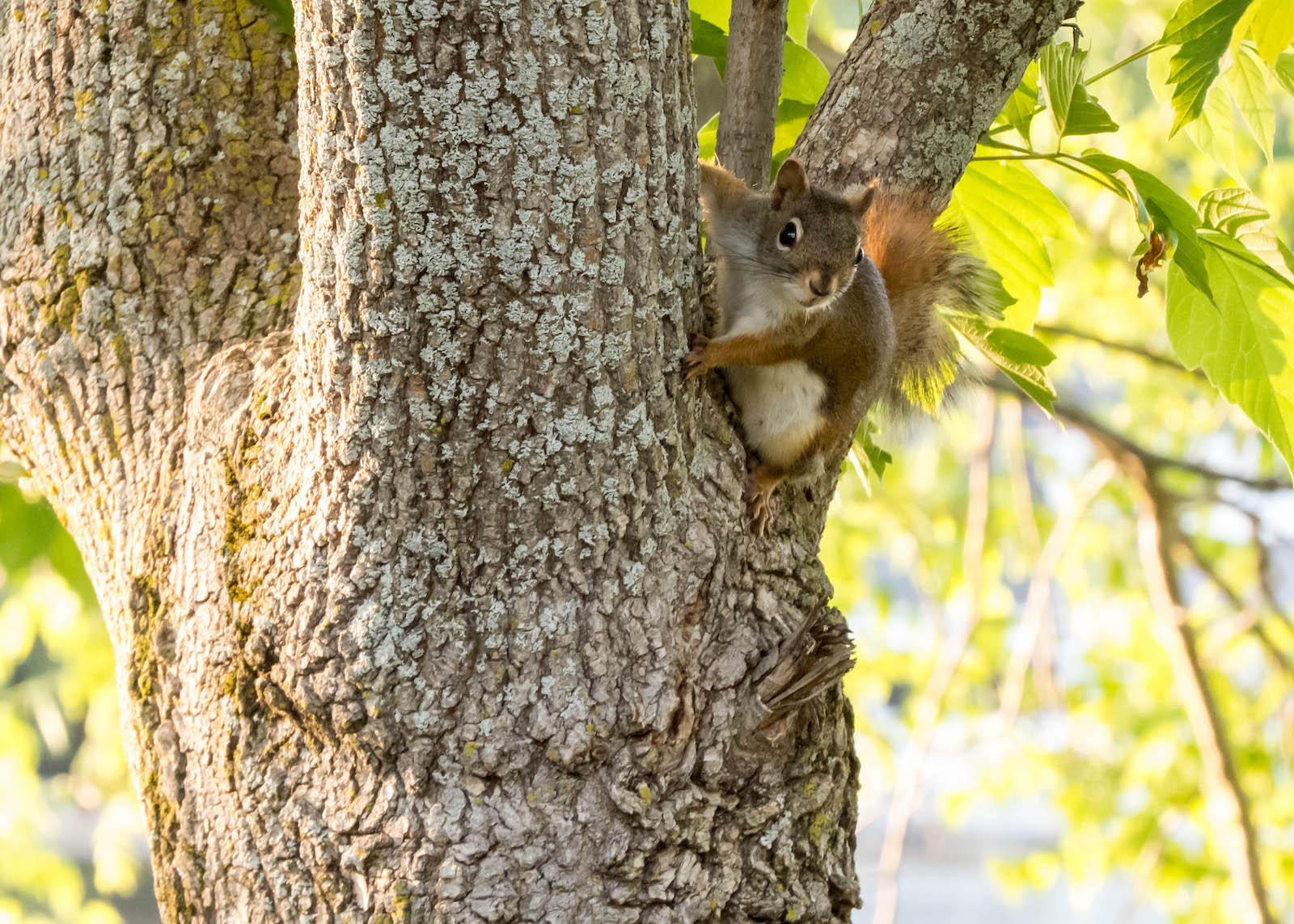 squirrel