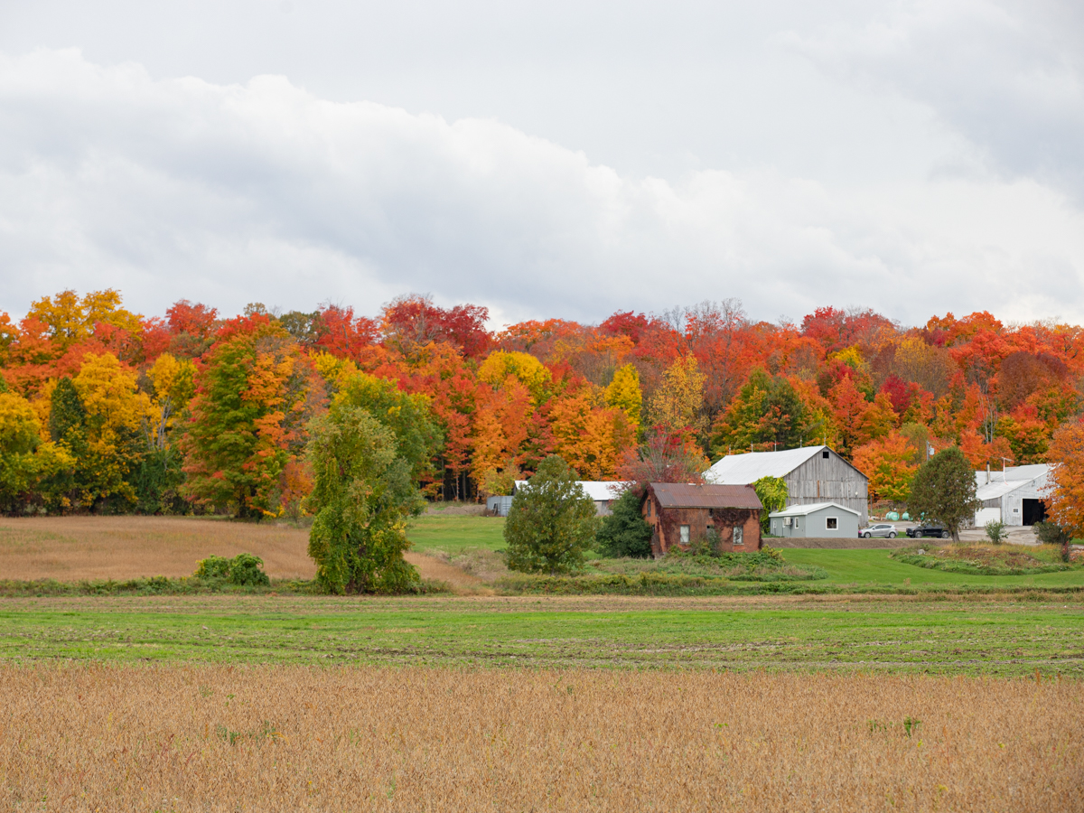 Autumn colours