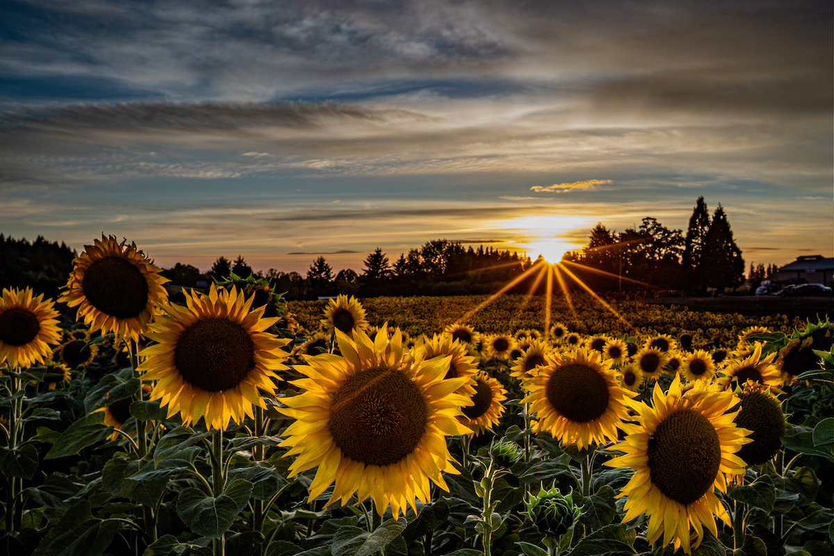 Penk - sunflower