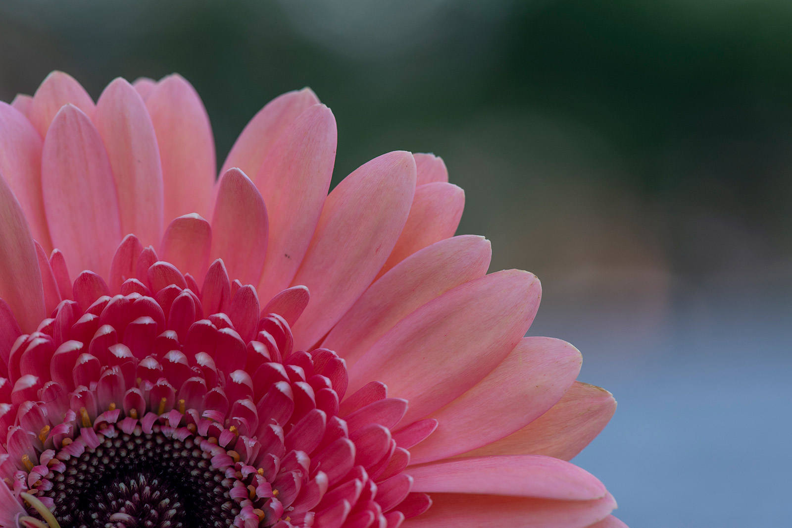 Macro of Flower