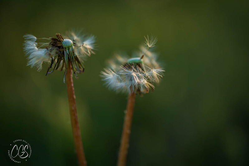 Connie Gill-Straubhaar 5.1.26 After the Rain - Flickr