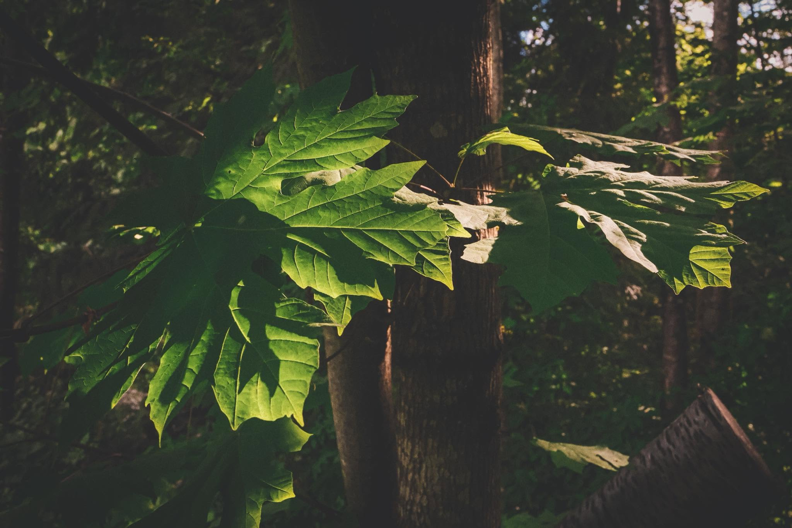 Lylyle Le @ylyle71 - 135/365: Side Light - Instagram 