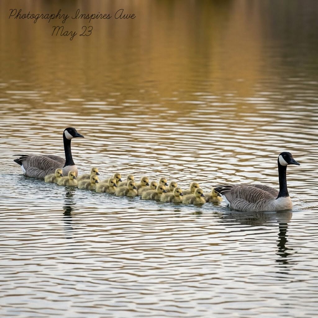 Dolly Duff @dollyduff May 23 Photography Inspires Awe - Instagram
