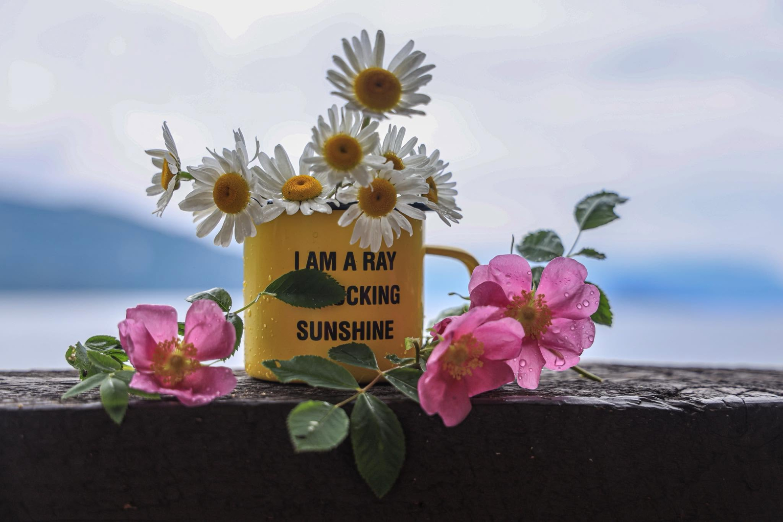 Lysle Barmby Flowered (mugshot) 30/05/26 - Flcikr