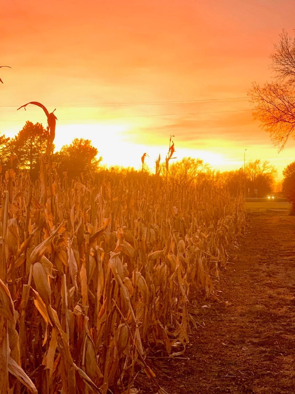 Corn field at sunset