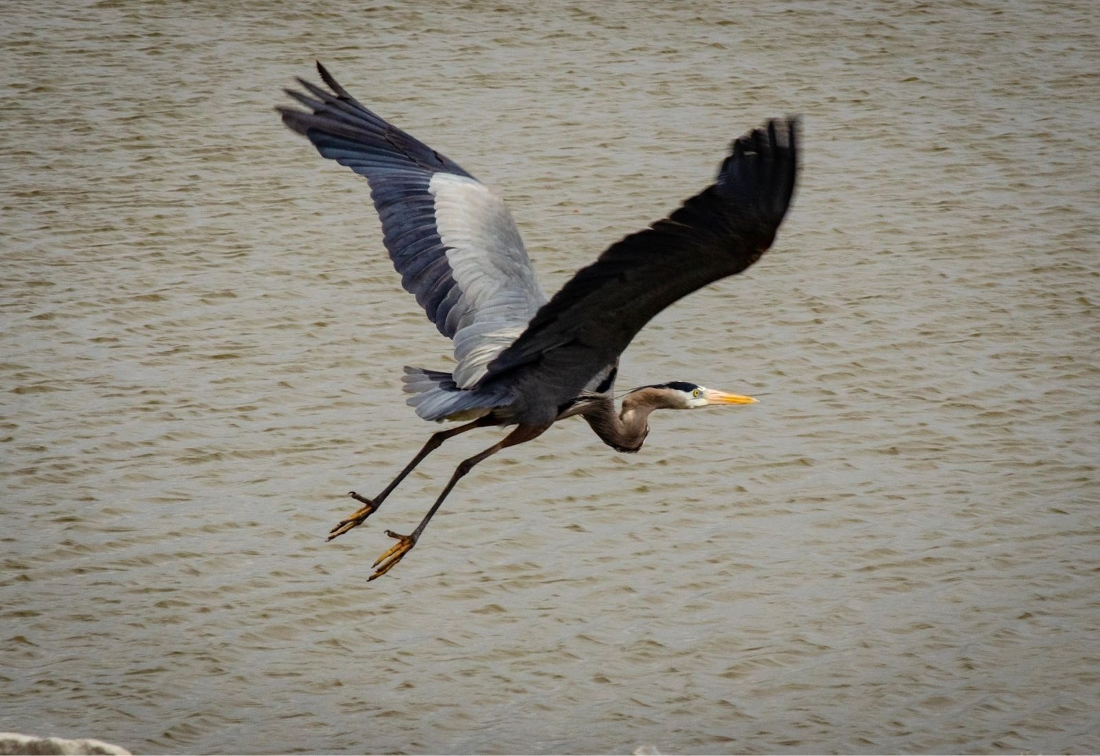 Great Heron flying over water