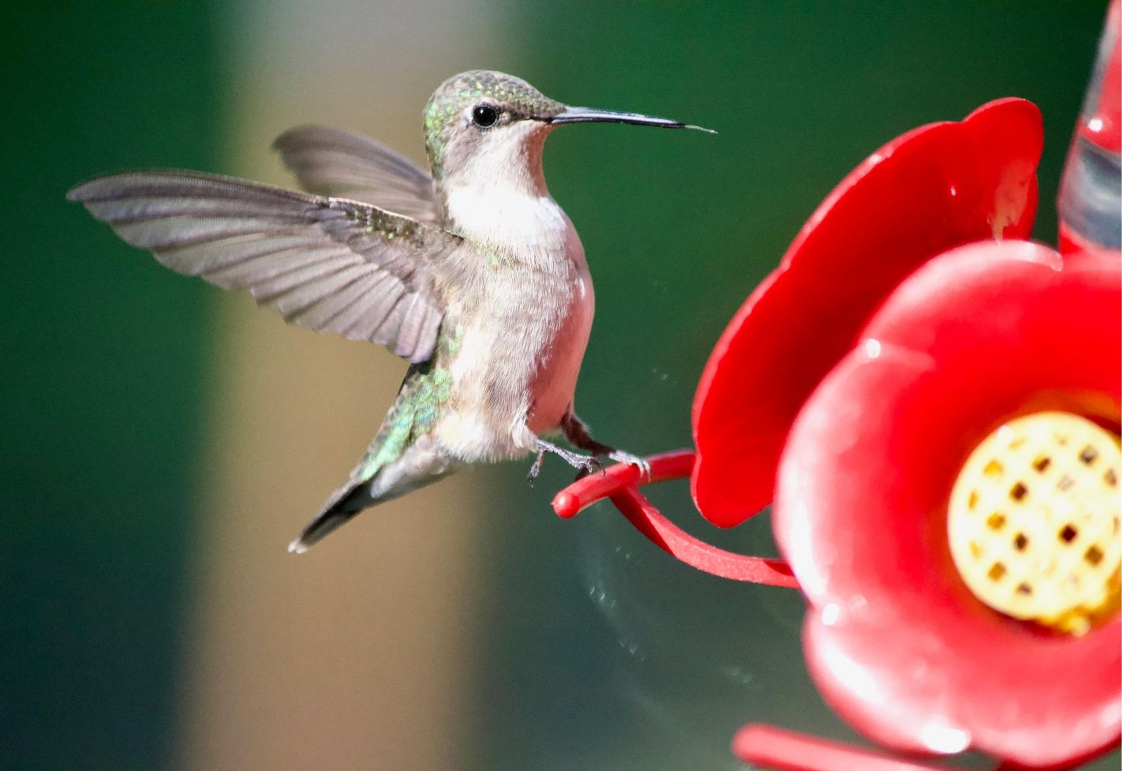 hummingbird hovering at feeder