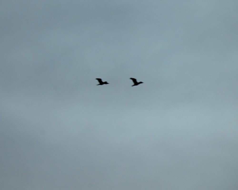 Ann Robbins. Birds in Flight