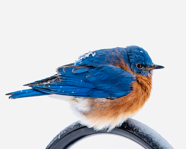 Blog-photo-01-23-No.2-bluebird