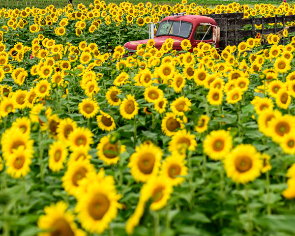 Blog-01-23-No.5-sunflowers and truck