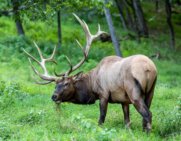 Blog-01-23-No.6.jpg-elk