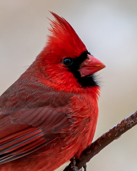 Blog-01-23-No.7.jpg-red bird