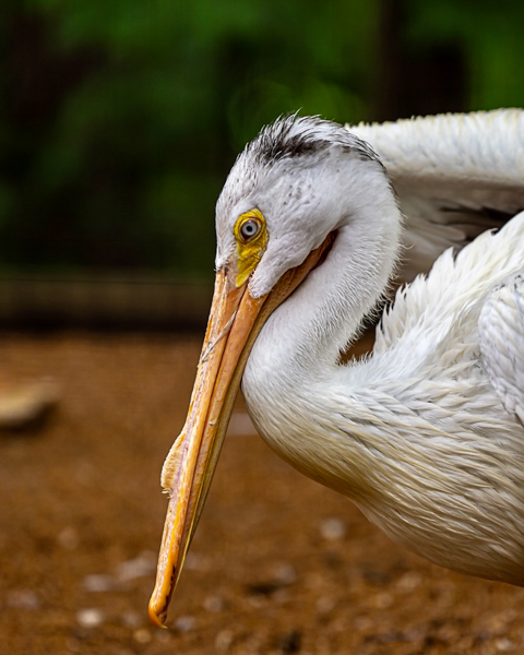 Blog-01-23-No.8.jpg-pelican