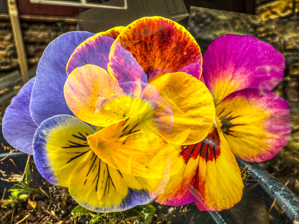 Blog-photo-04-23-LB.jpg-Lyly Le.jpg-pansies