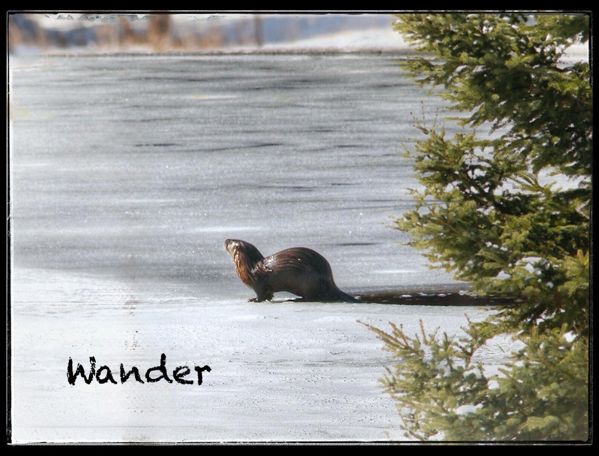 Blog-photo-05-26-No.7.jpg-beaver