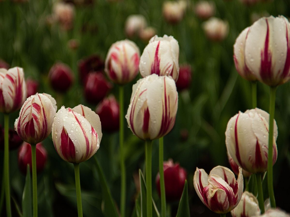 Canada 150 Red and White Tulips, spotted with raindrops