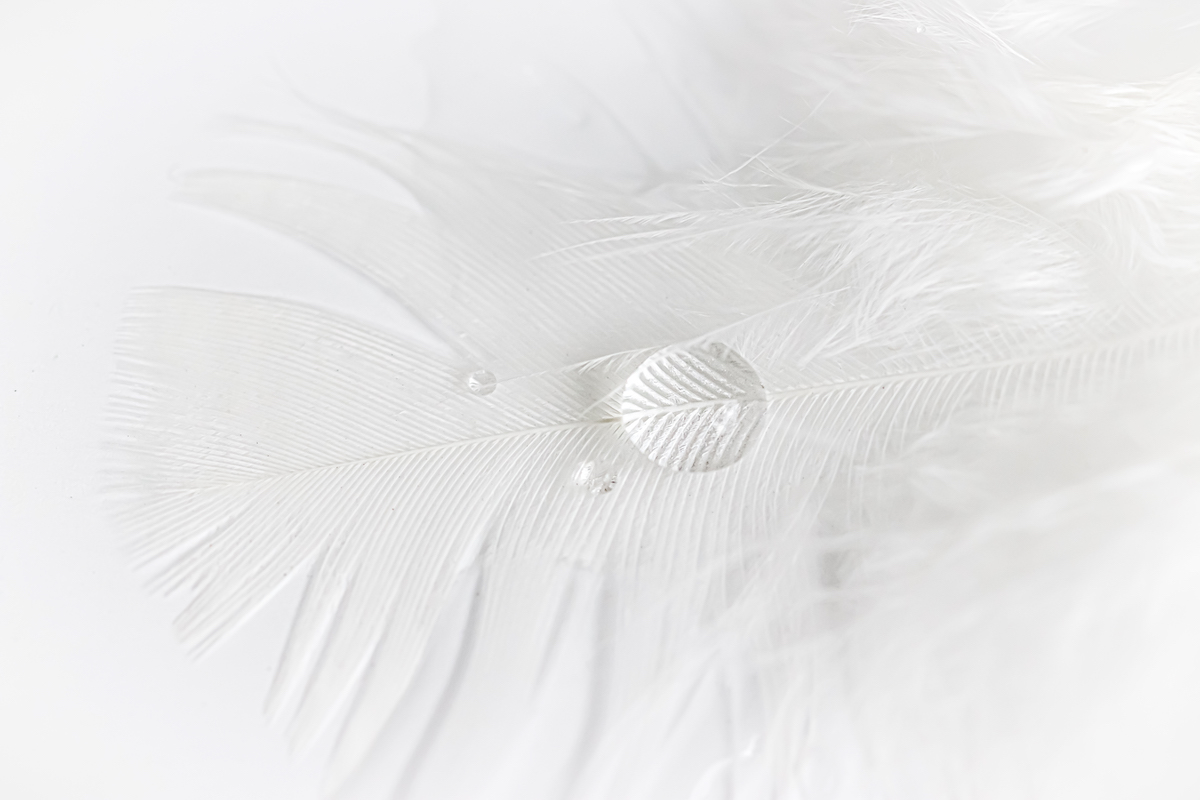 feather