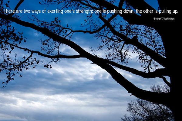 Silhouetted tree branches