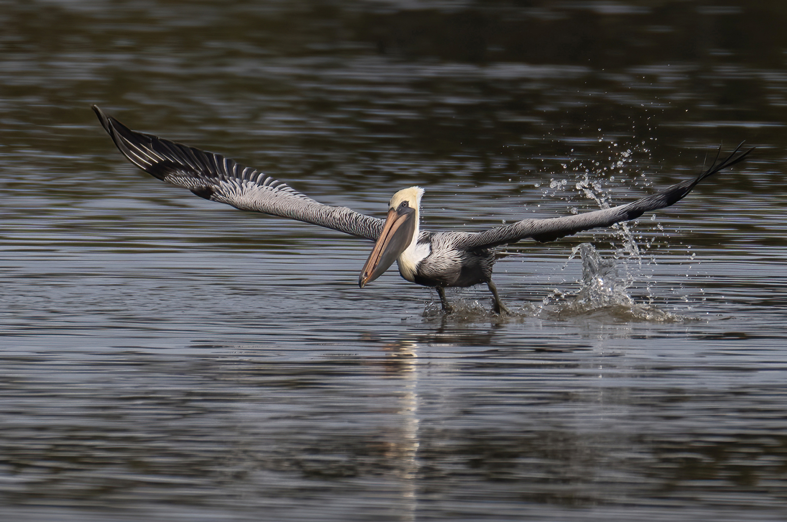 pelican