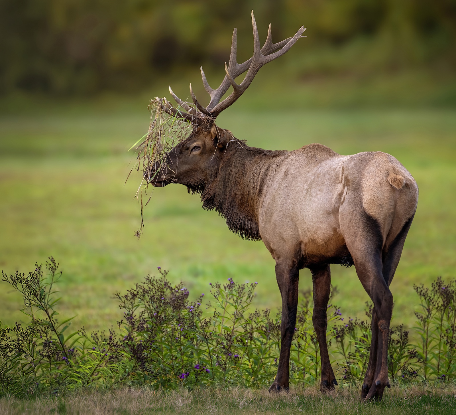 elk