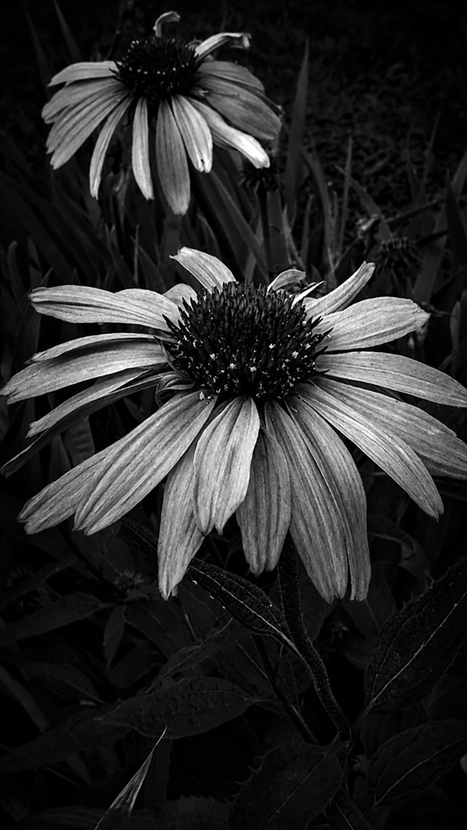 Flickr - Patricia Grof