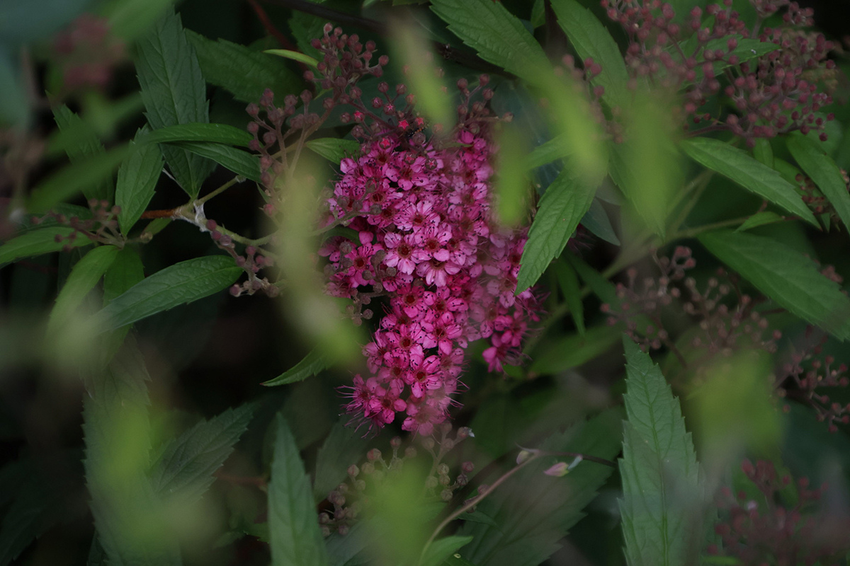 Flickr - Star Greathouse