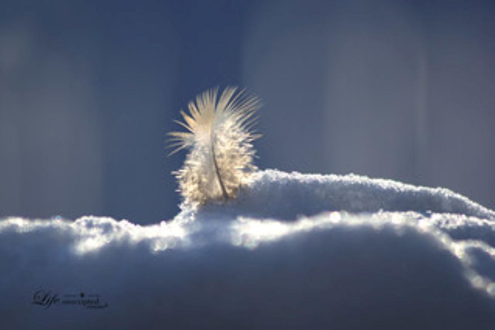 Penny Marie - Flickr - Blur