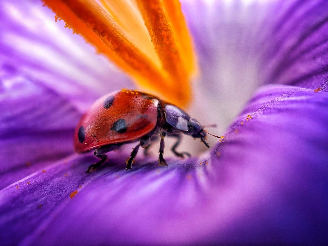 Ladybug on crocus