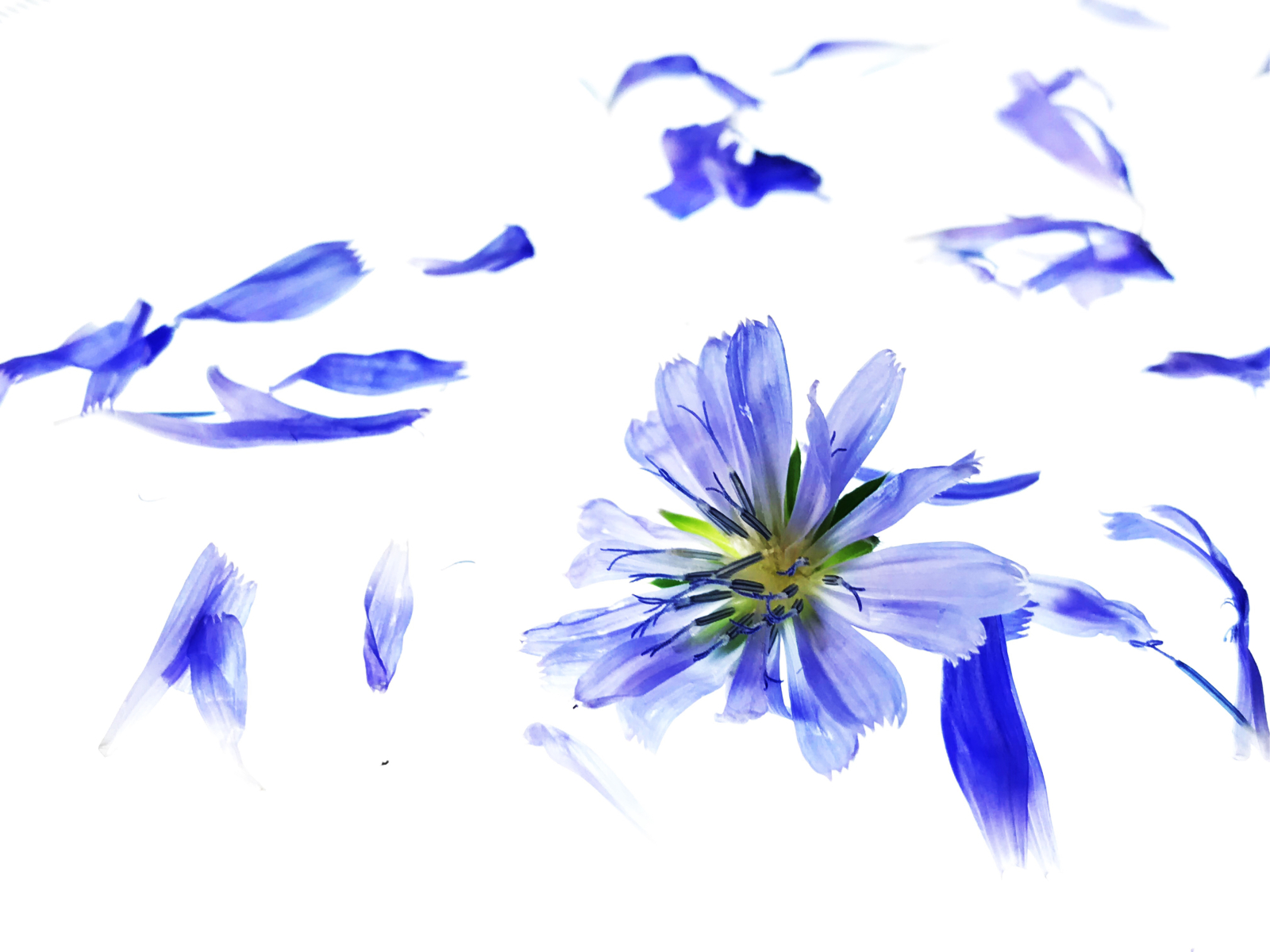 blue flowers