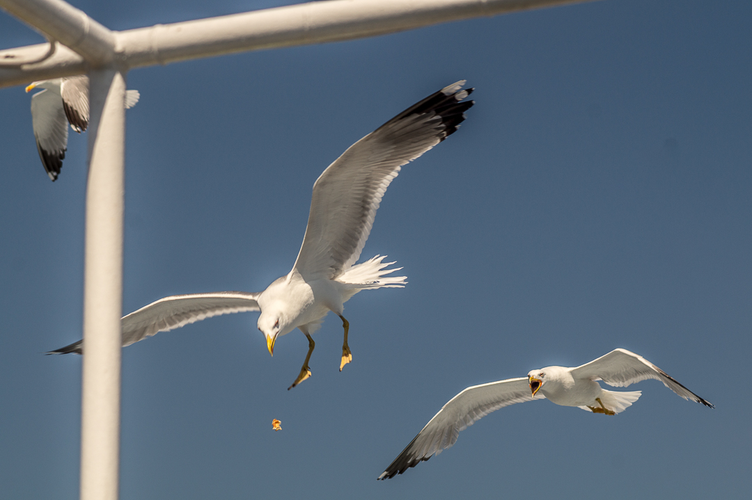 Seagulls in flight