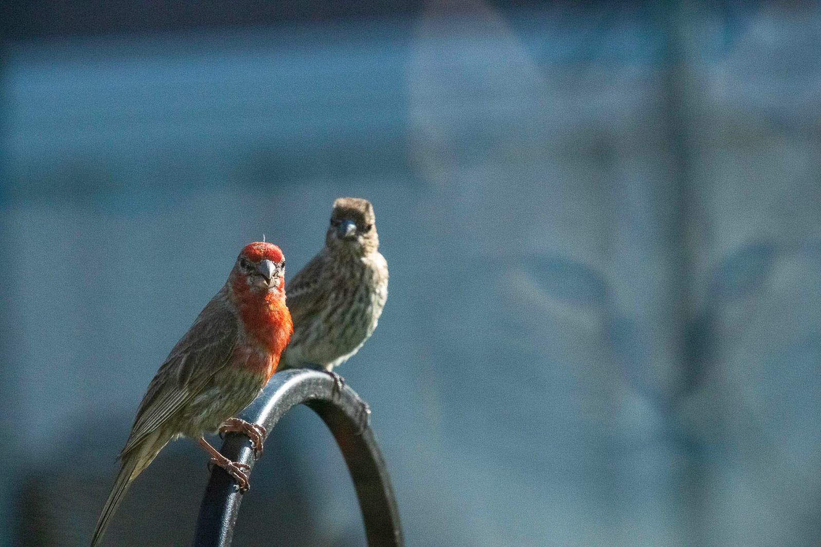 Sherri Stone - Photo Birds