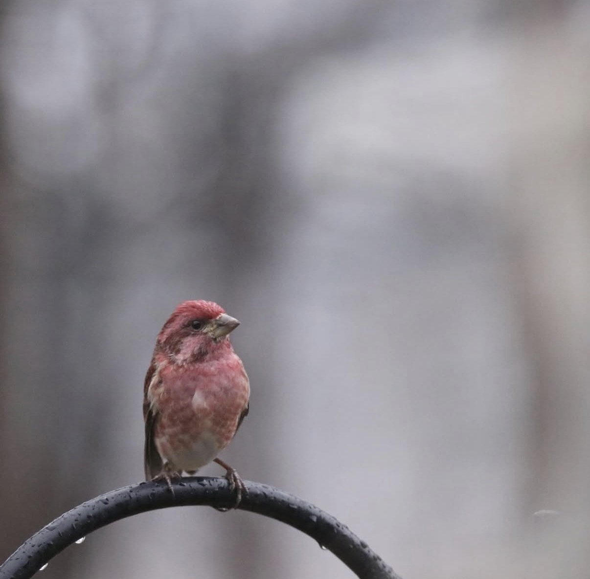 Sherri Ray Stone - Instagram - Prompt Free