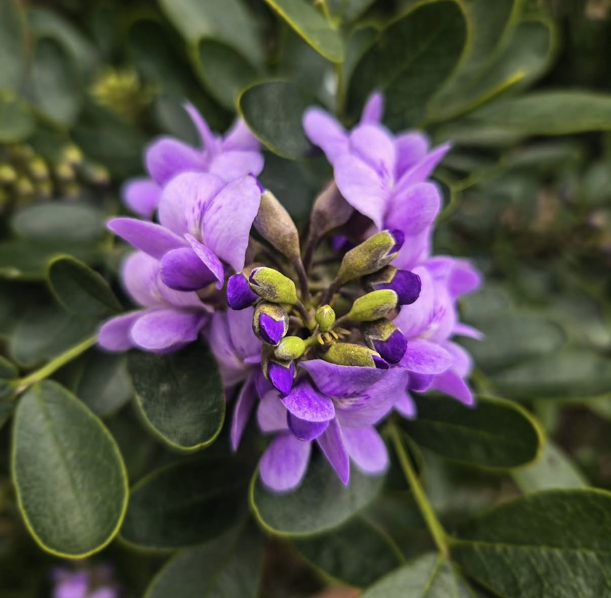 Sherrie Brown - Flickr - 100 Steps From Your Door