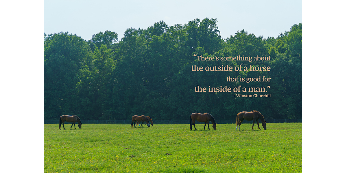 Horses in field