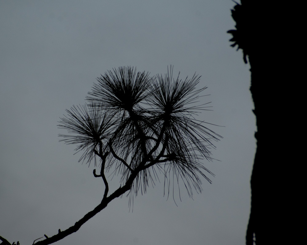 Ann Robbins. Pine Branch