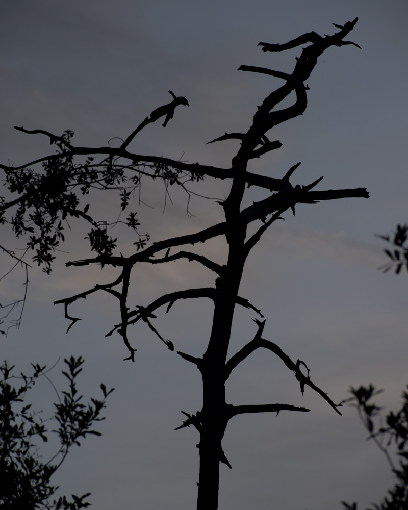  Ann Robbins. Leafless Tree. 