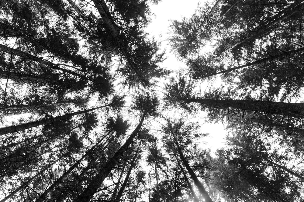Lysle Barmby. Trees from Below