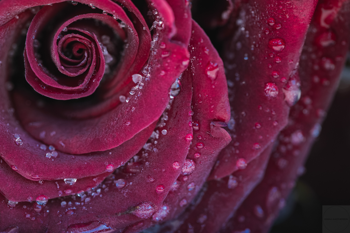 blog-photo-01-26-No.1.jpg-red roses