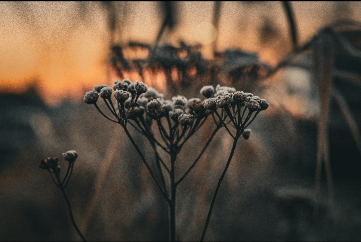 blog-photo-01-26-No.7.jpg-seeds