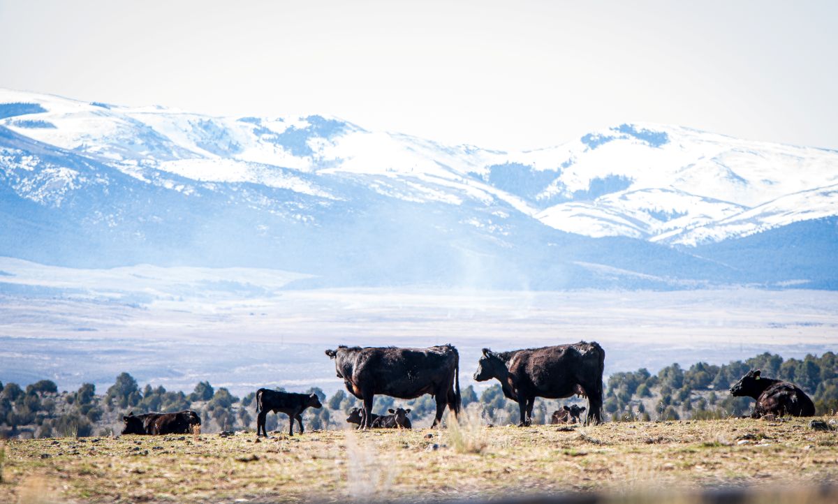 Cows