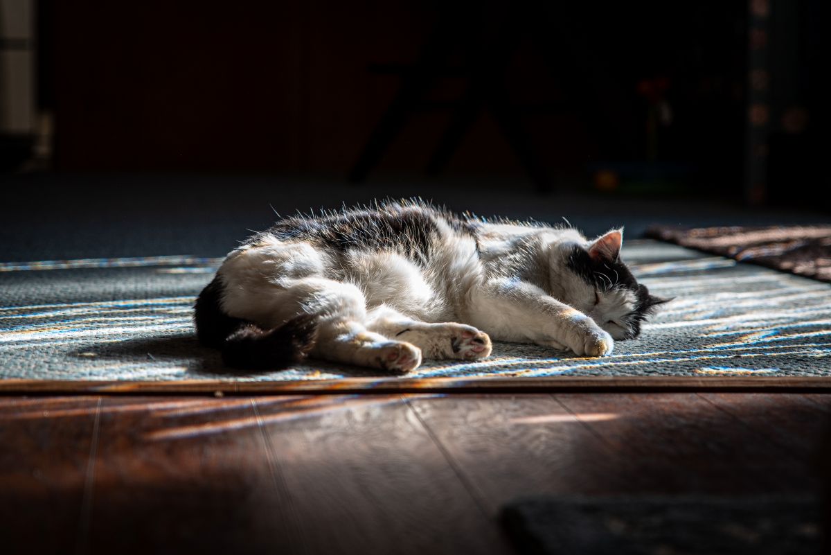 Cat