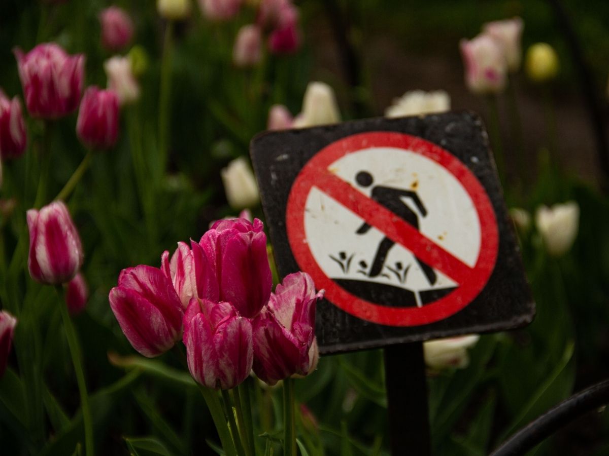 sign showing: "don't step on tulips" beside pink tulips