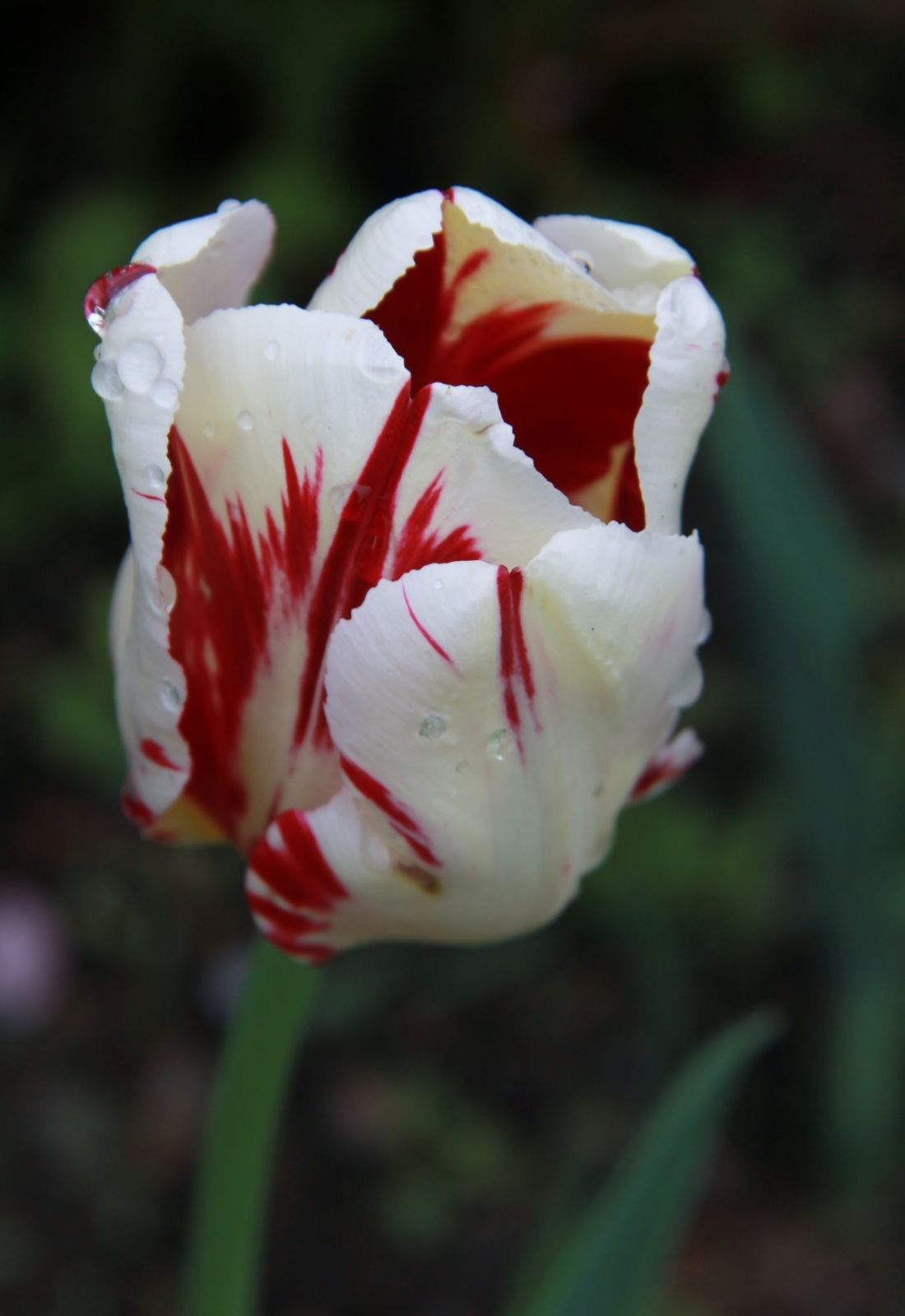 Raindrops on a Red and White Tulip