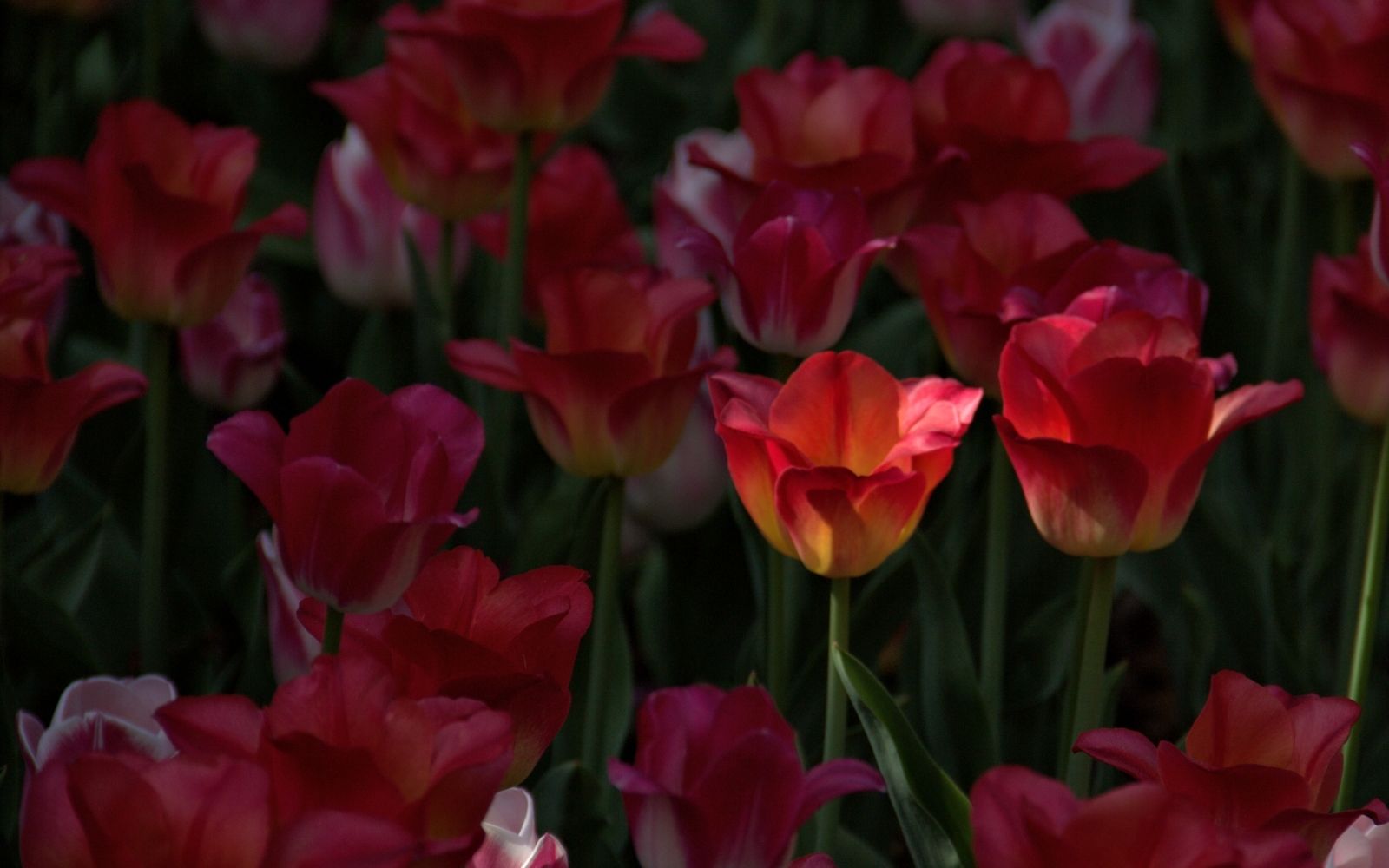 A garden of tulips in shadow, except one that the sun lights up